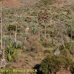 Agave sisalana 整株植物