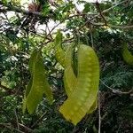 Entada polystachya Fruto