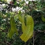 Entada polystachya Fruit