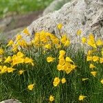 Narcissus bulbocodium موطن