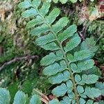 Polystichum braunii Лист