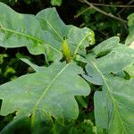 Quercus × rosacea Hoja