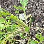 Papaver nudicauleLeaf