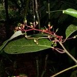 Cinnamomum chavarrianum Otro
