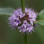 Mentha × verticillata Flower