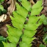 Adiantum trapeziforme पत्ता