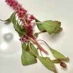 Amaranthus hybridus Ліст