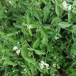 Solanum chenopodioides Frunză