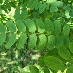 Robinia viscosa 叶