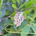 Vicia nigricans Sonstige