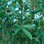 Vitex megapotamica Frukto