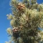 Pinus edulis Hoja