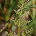 Lomatium canbyi Hoja