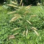 Bromus inermis Lorea