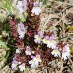 Euphrasia salisburgensis Lorea