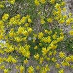 Senecio vernalis Floare