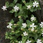 Silene cordifolia Habit