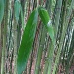 Phyllostachys aureosulcata Blatt