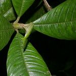 Raritebe palicoureoides Leaf