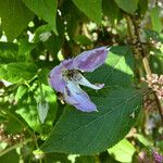 Clematis integrifolia Virág