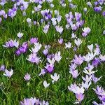 Crocus neapolitanus Habitat