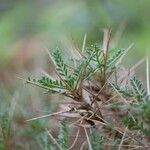 Astragalus balearicus Leaf