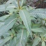 Impatiens glandulifera Leaf