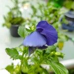 Viola cornuta 花