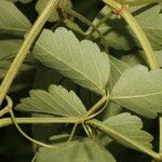 Cardiospermum grandiflorum Feuille