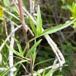 Chromolaena arnottiana পাতা
