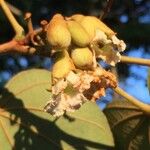 Piliostigma thonningii Fruit