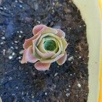 Aeonium aureum List