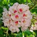Dombeya borraginea Flower