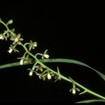Prosthechea boothiana Flower