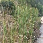 Typha domingensis Levél