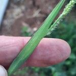 Echinochloa colonum Leaf