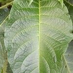 Brugmansia × candida Lehti