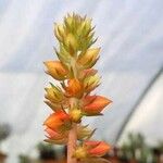 Echeveria viridissima Flower