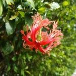Hibiscus schizopetalus Flor