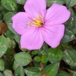 Dissotis rotundifolia Flower