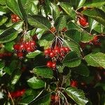 Crataegus persimilis Фрукт