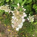 Hydrangea paniculataFlor