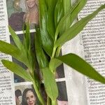 Dendrobium bracteosum List