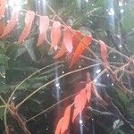 Rhus typhina Leaf