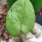 Epimedium pinnatum Leaf