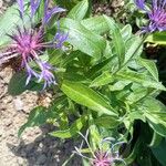 Centaurea triumfettiiFlower