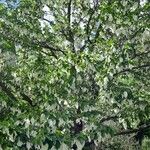 Davidia involucrata Агульны выгляд