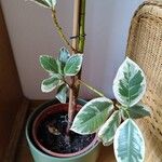 Ficus elasticaYaprak