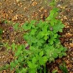 Geranium phaeum Habit