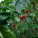 Euonymus latifolius Ffrwyth